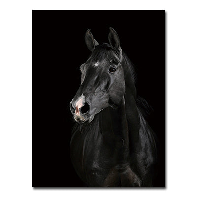 Black And White Animals Tiger And Lion Wall Art Canvas Print Poster