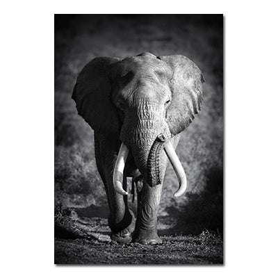Black And White Animals Tiger And Lion Wall Art Canvas Print Poster