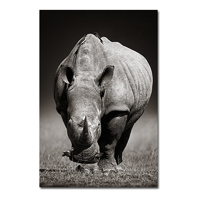 Black And White Animals Tiger And Lion Wall Art Canvas Print Poster